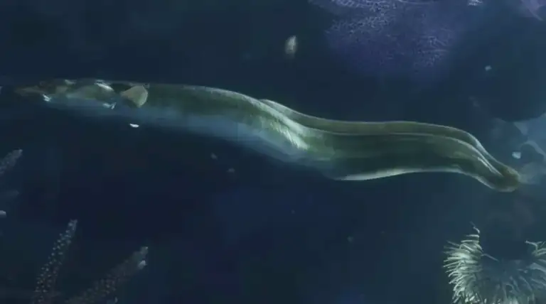 A long eel swimming underwater in GTA VI